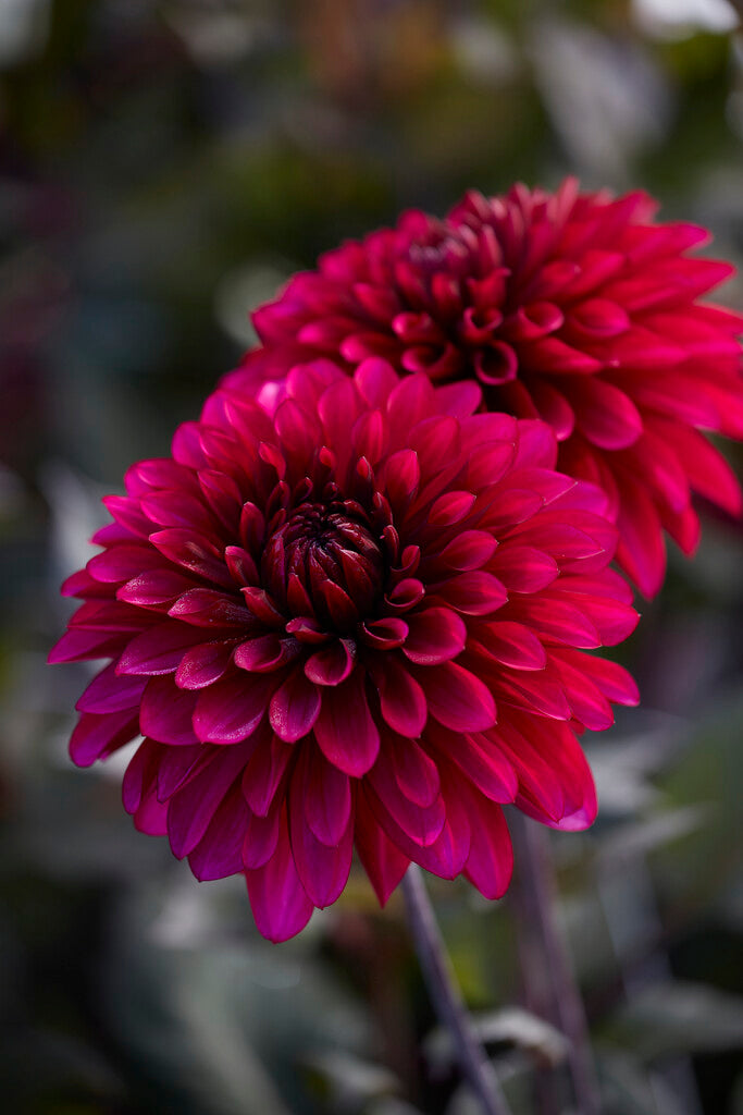 Dahlia Dekorativ Lilla Flamme 1-pakning NYHET